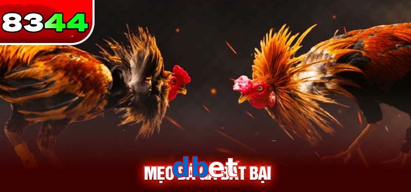 Đá gà Dbet có sức hấp dẫn