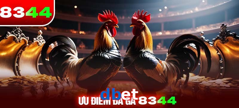 Thể loại đá gà Dbet được ưa chuộng
